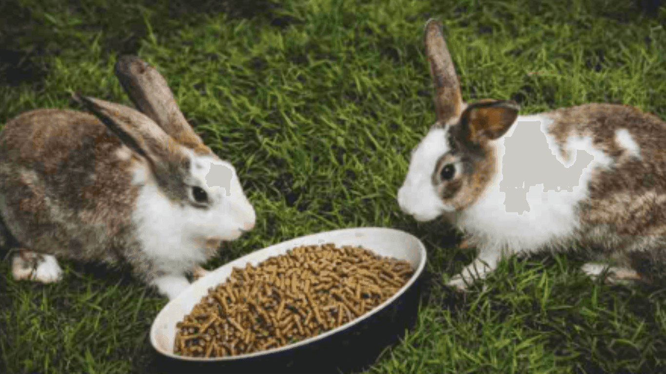 Rabbit Eat Oranges