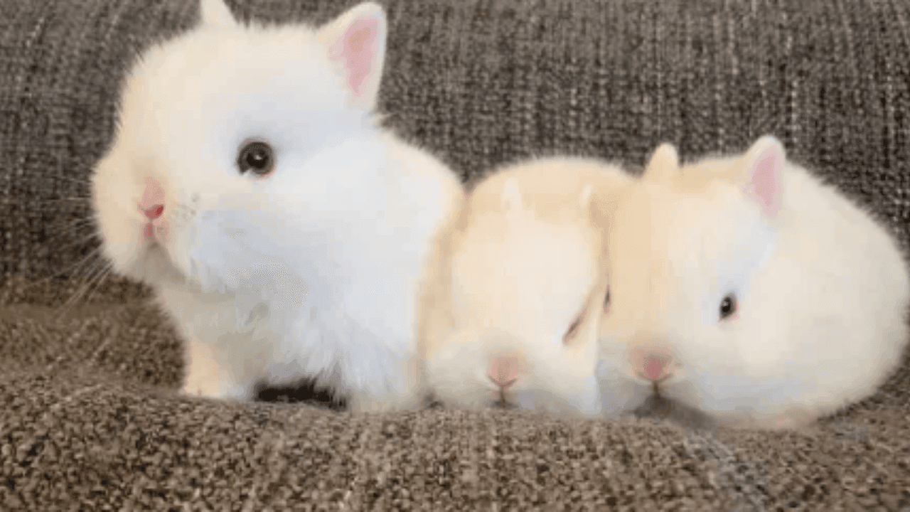 Netherland Dwarf Rabbit Cost