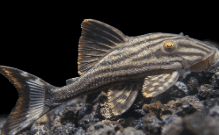Plecos