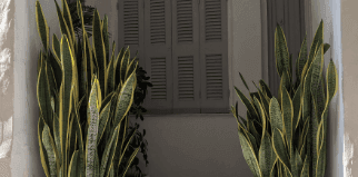 Snakes habitats (Sansevieria spp.)