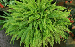 Snakes habitats Boston Fern (Nephrolepis exaltata)