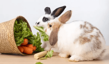 Rabbit Eat Oranges