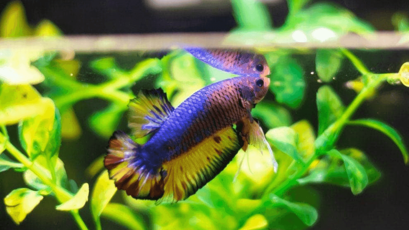 Bloated Betta Fish