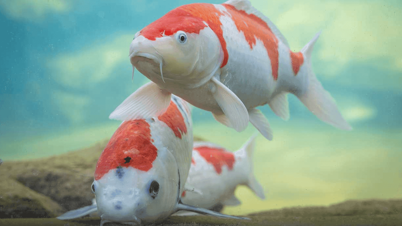 Do Koi Eat Other Fish?