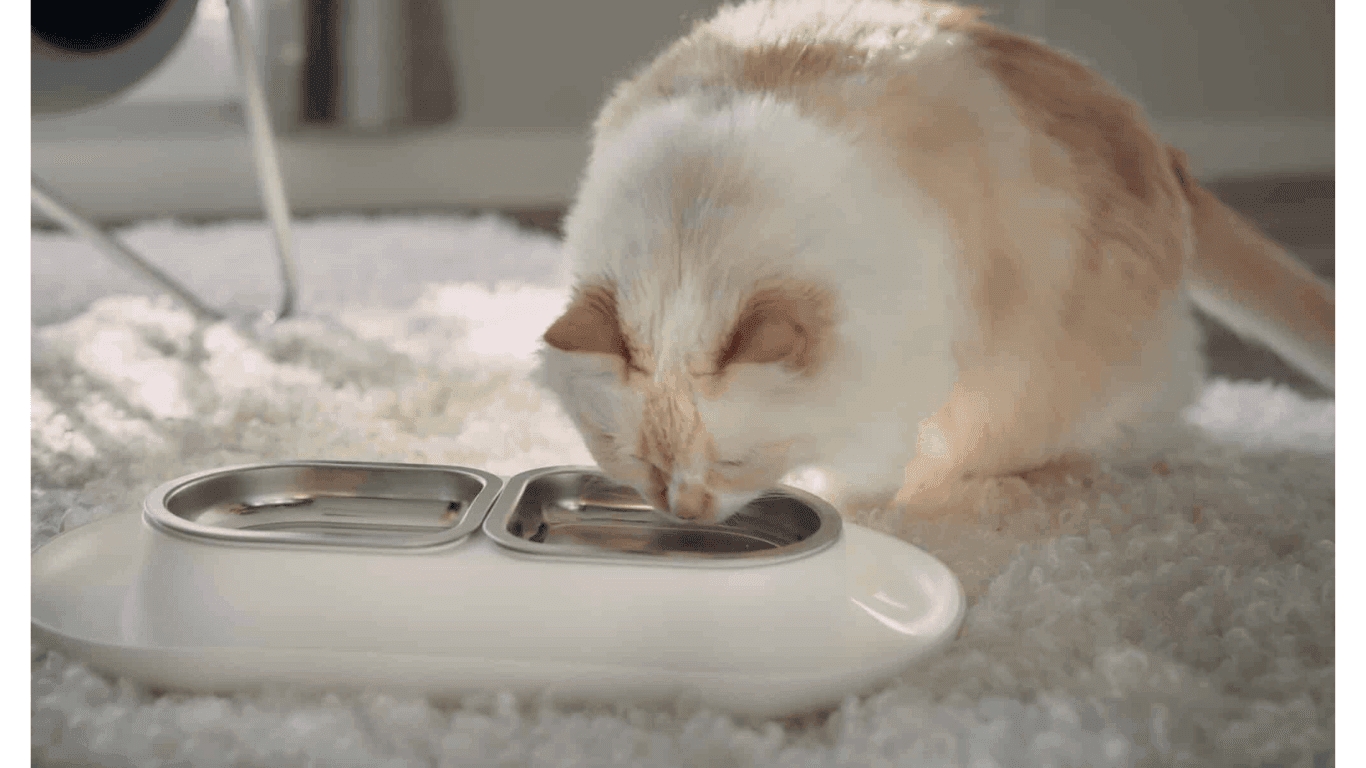 Cats Drink Alkaline Water