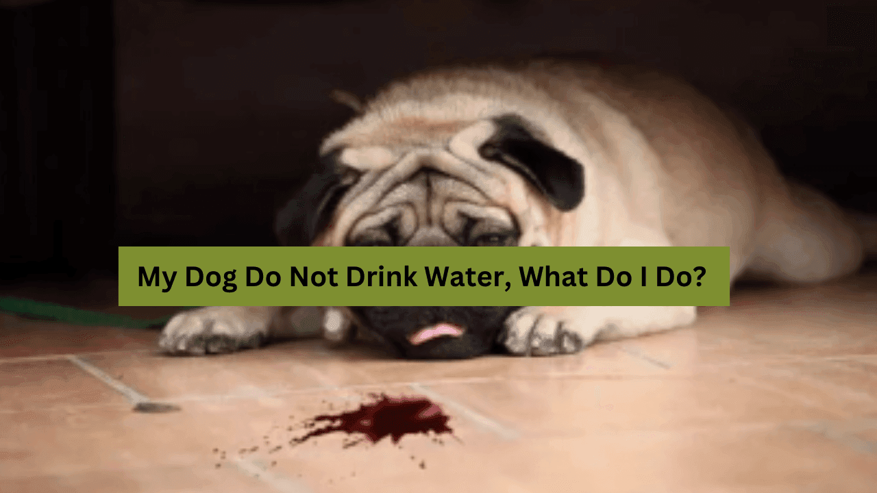 My Dog is Coughing Up Blood: What Do I Do?