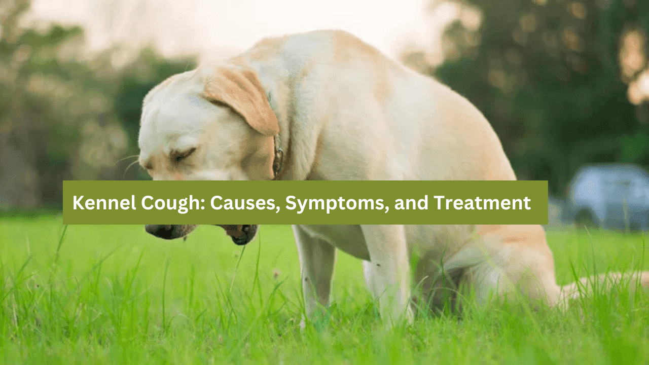 Kennel Cough: Causes, Symptoms, and Treatment