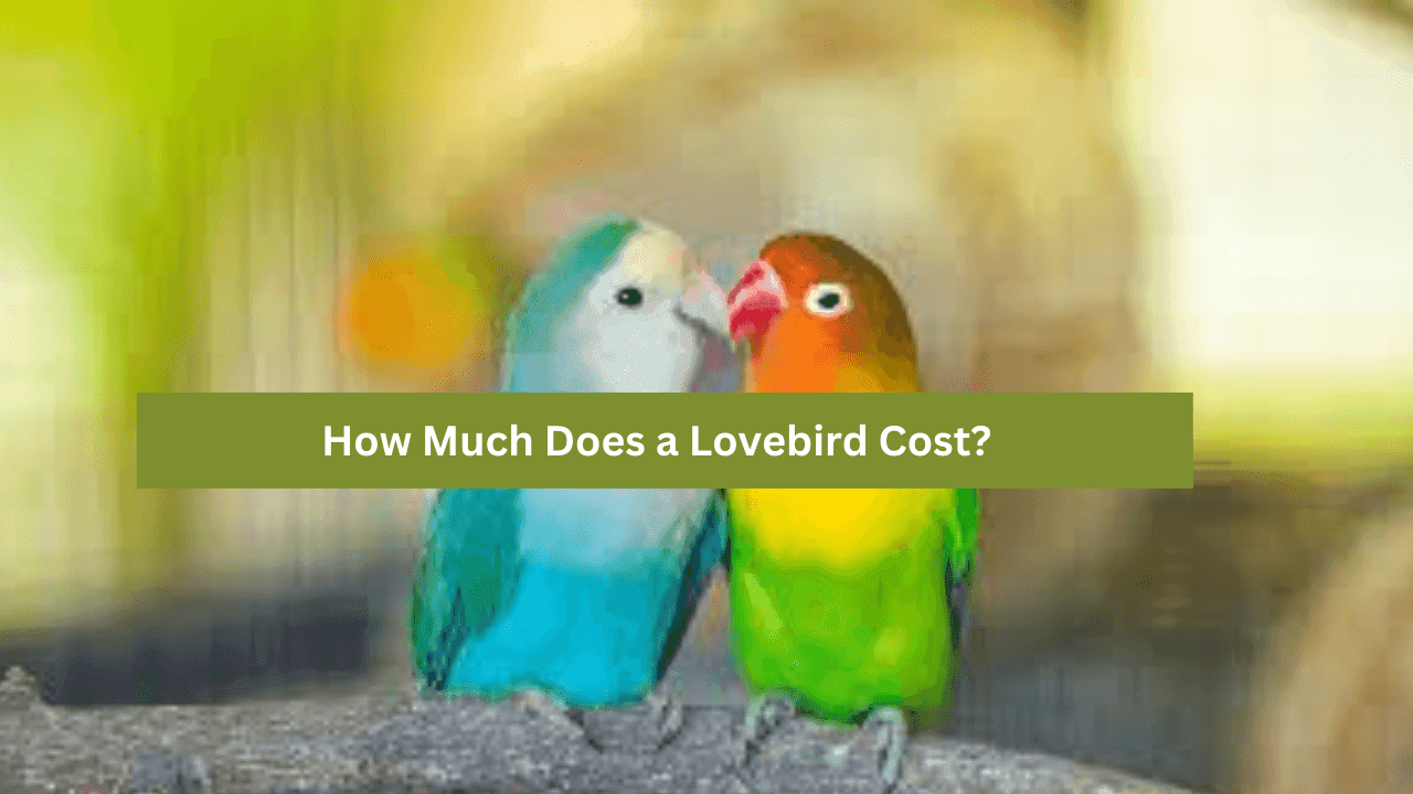 Lovebird Cost