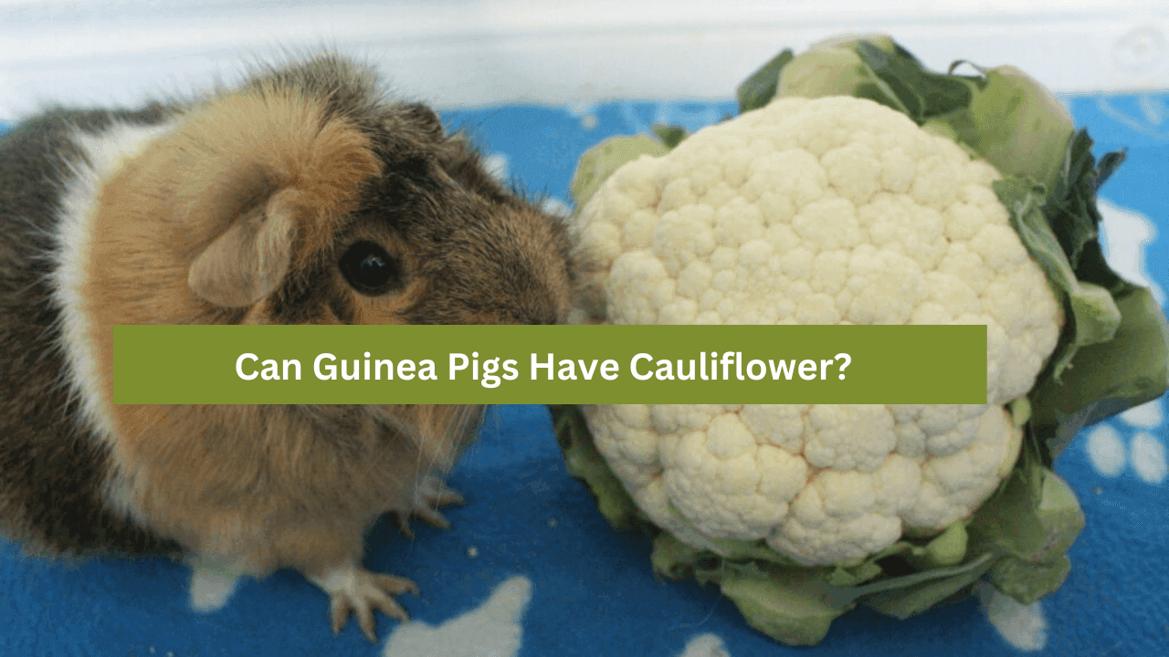 Can Guinea Pigs Have Cauliflower?