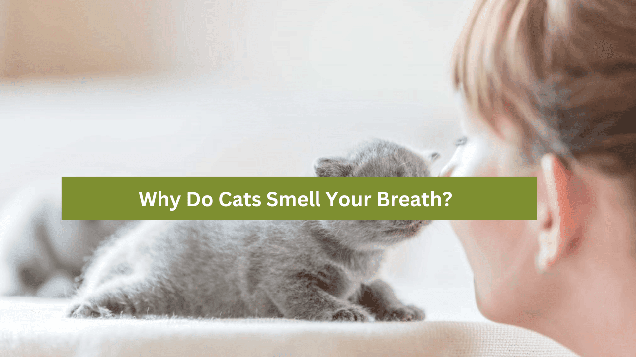 Why Do Cats Smell Your Breath?