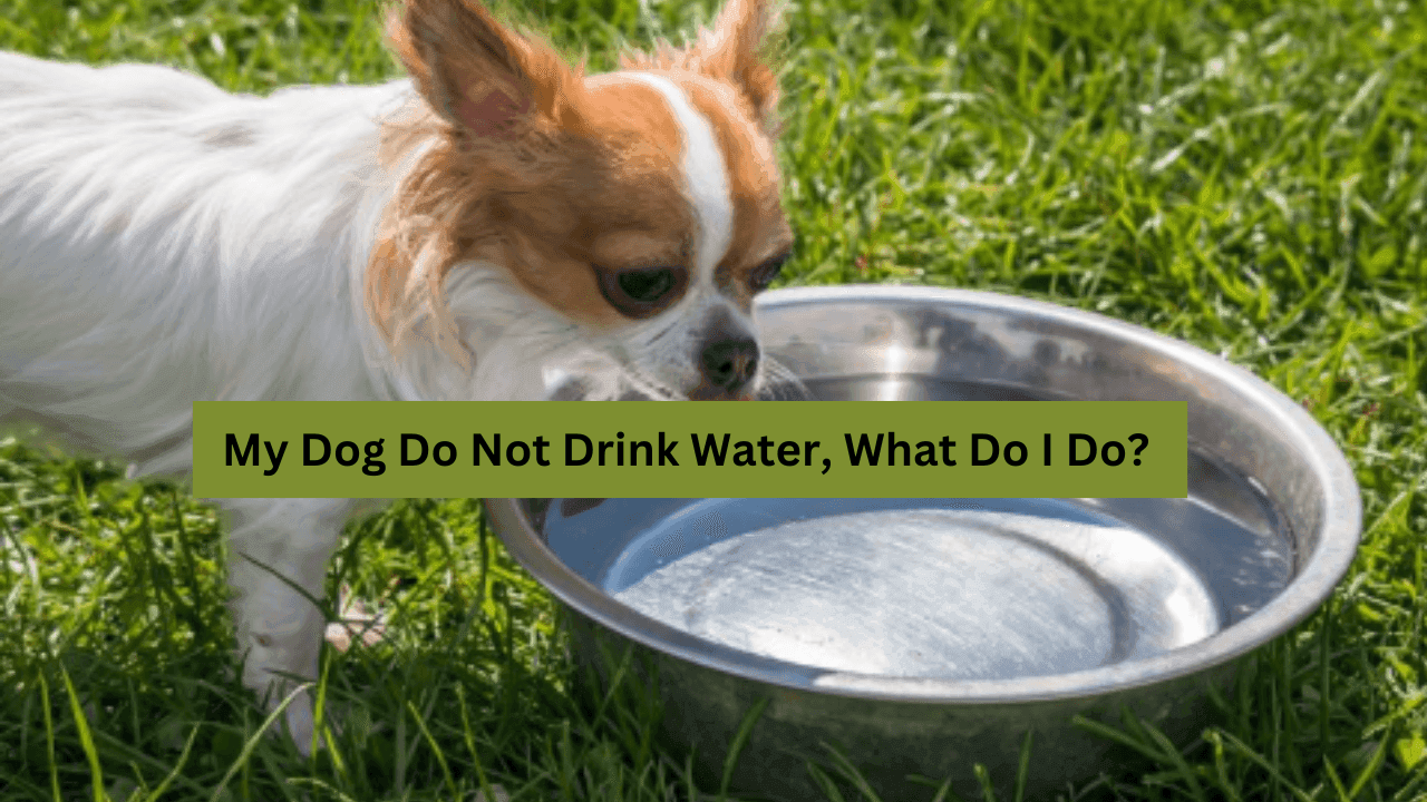 My Dog Do Not Drink Water, What Do I Do?