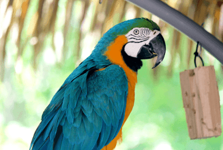 Macaw Cost