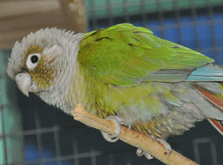Green Cheek Conure