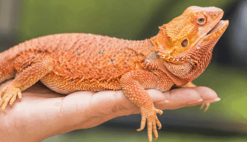 Bearded Dragon