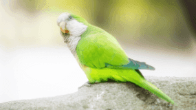 Quaker Parrot Cost