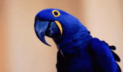Hyacinth Macaw Cost