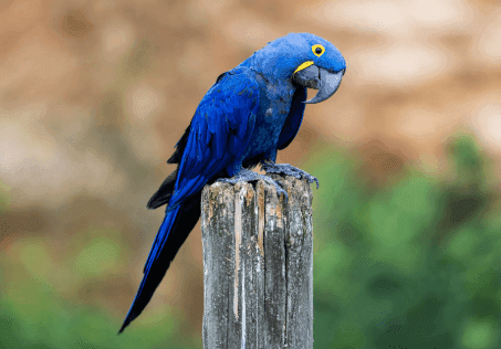 Hyacinth Macaw Cost