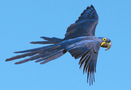 Hyacinth Macaw Cost