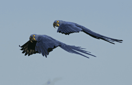 Hyacinth Macaw Cost