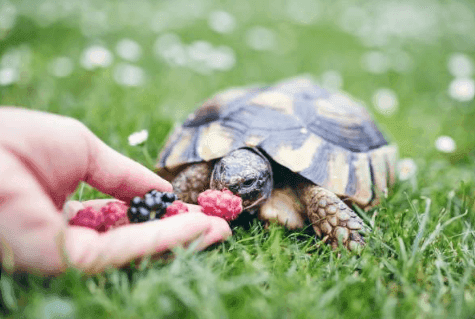 Turtles Eat Chocolate