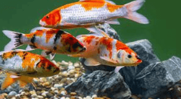 Do Koi Eat Other Fish?