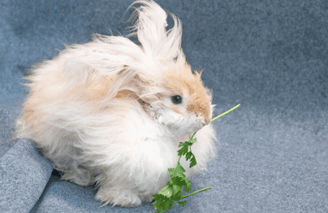 Can Rabbits Eat Cilantro