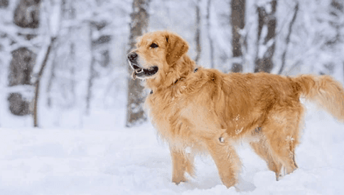Can Dogs Move Quietly on Snow?