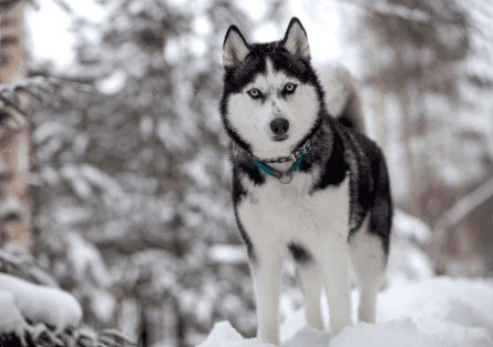 Can Dogs Move Quietly on Snow?