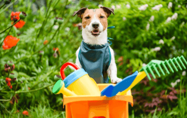 Can Kids and Pets Use a Lawn After Treatment?