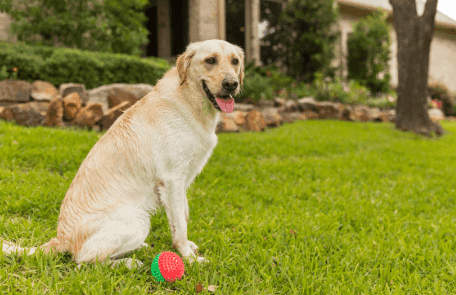 Can Kids and Pets Use a Lawn After Treatment?