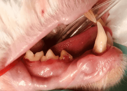Cat Tooth Removal
