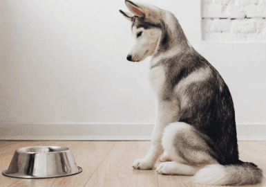 Dog Do Not Drink Water