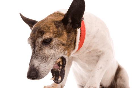 My Dog is Coughing Up Blood