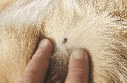 Find A Tick On Your Dog