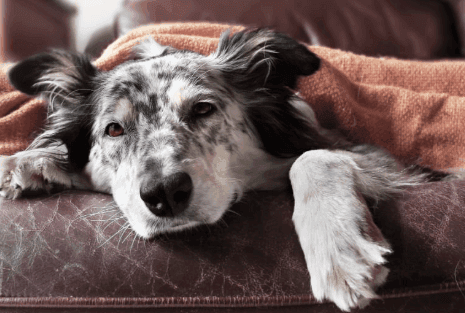 Canine Influenza in Greensboro