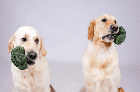 Can Dogs Eat Broccoli Rabe?