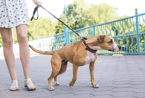Why Is My Dog Having Trouble Walking?