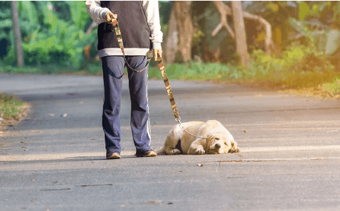 Why Is My Dog Having Trouble Walking?