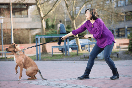 Why Is My Dog Having Trouble Walking?