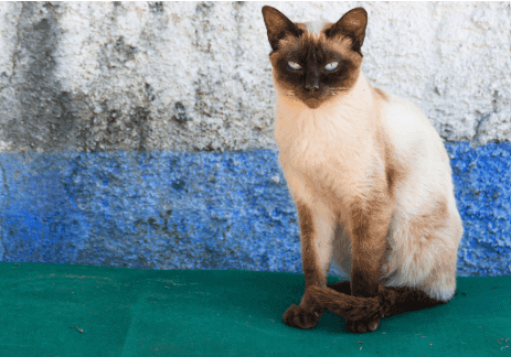 Beloved Pet Has Reincarnated?
