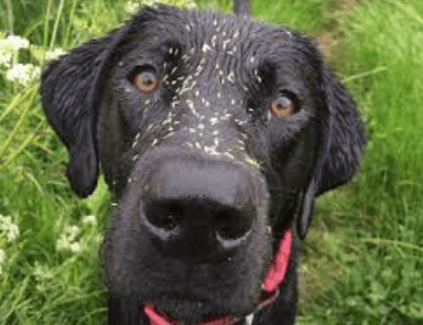 Grass Seeds Dangerous to Dogs and Cats