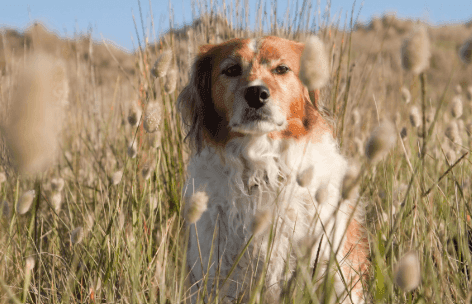 Grass Seeds Dangerous to Dogs and Cats