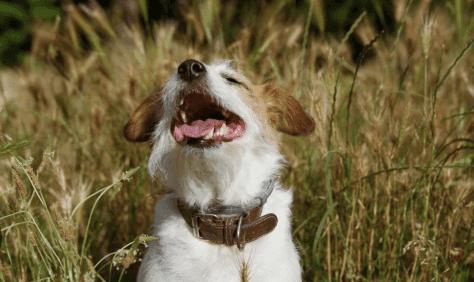 Grass Seeds Dangerous to Dogs and Cats
