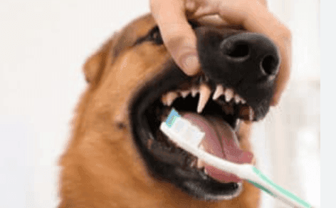 Dogs and Cats That Hate Teeth Brushing