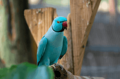 Indian Ringneck Parakeet Cost