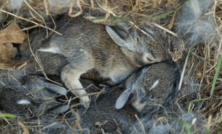 Where Do Wild Rabbits Sleep
