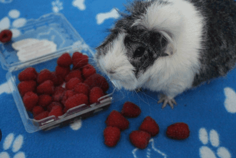 Are Raspberries Safe for Guinea Pigs