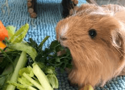 Can Guinea Pigs Have Cauliflower?