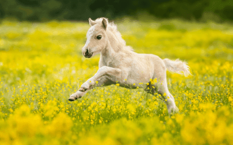 Miniature Horse Cost