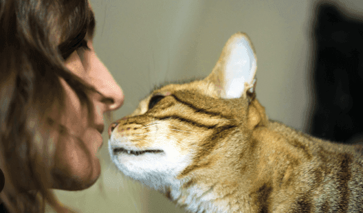 Why Do Cats Smell Your Breath